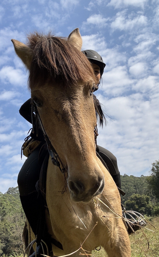 Xintianji Equestrian Riding, Horse Riding in Provincial Forest Park. Kids Above 9yrs Welcomed! photo 1