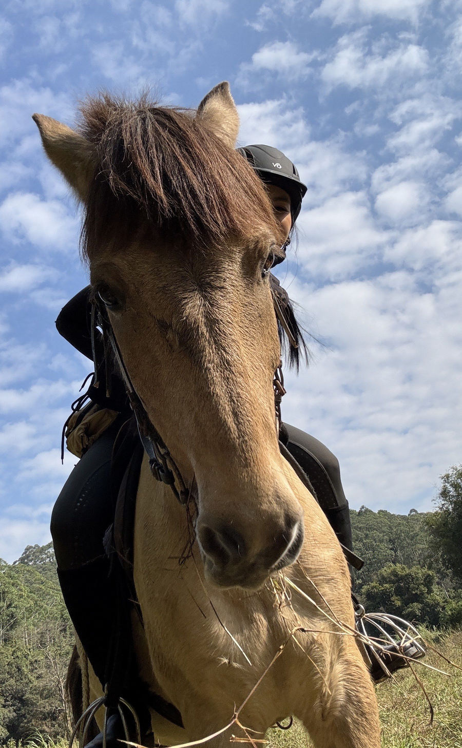 Xintianji Equestrian Riding, Horse Riding in Provincial Forest Park. Kids Above 9yrs Welcomed!