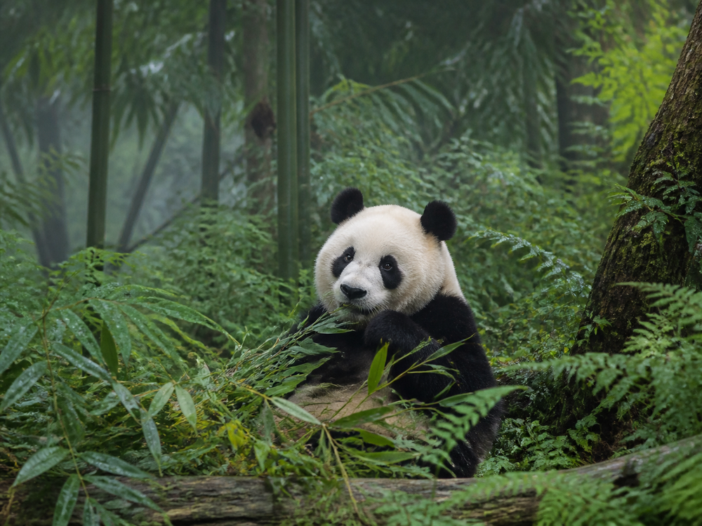 Chengdu
